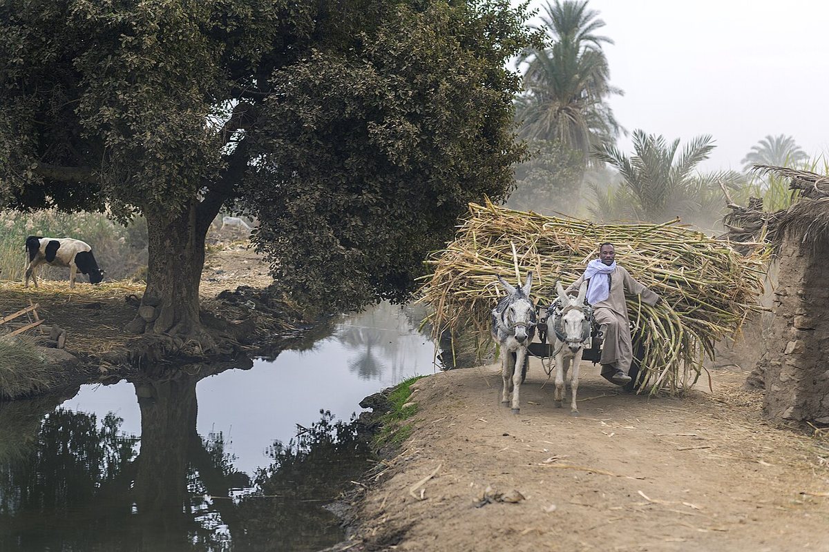 Harvested sugar cane carried off on a donkey cart.
