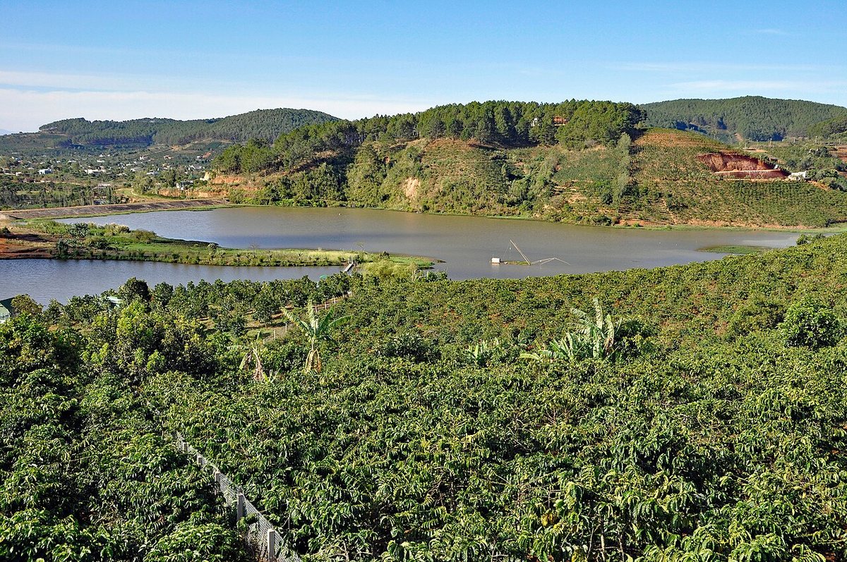 A coffee plantation near Da Lat, Vietnam.