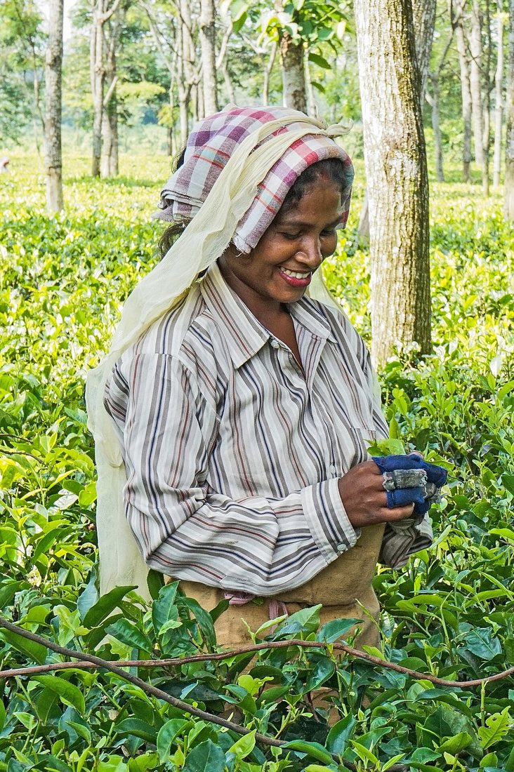 A woman picking tea in West Bengal, India.