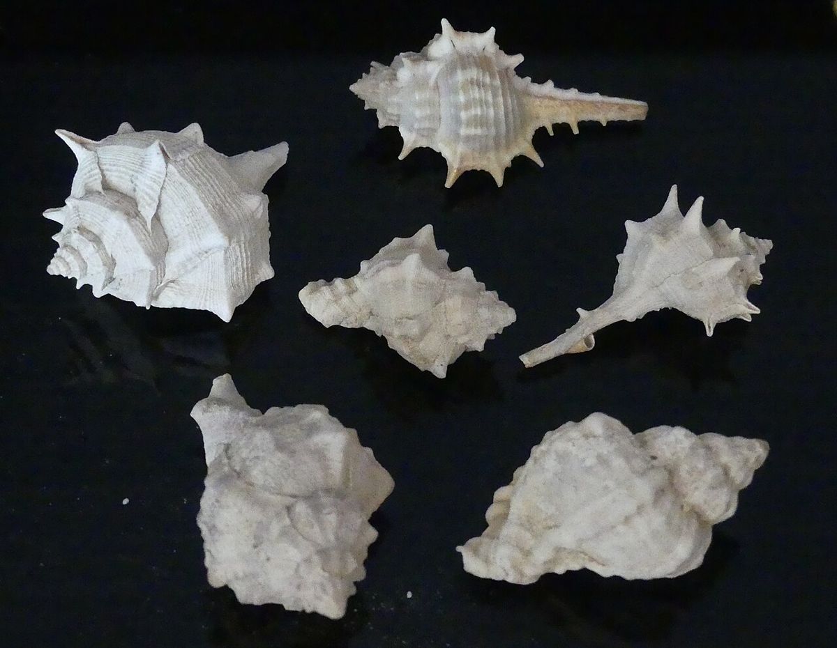 Murex shells, whose glands were used in Tyre to make costly purple dye.