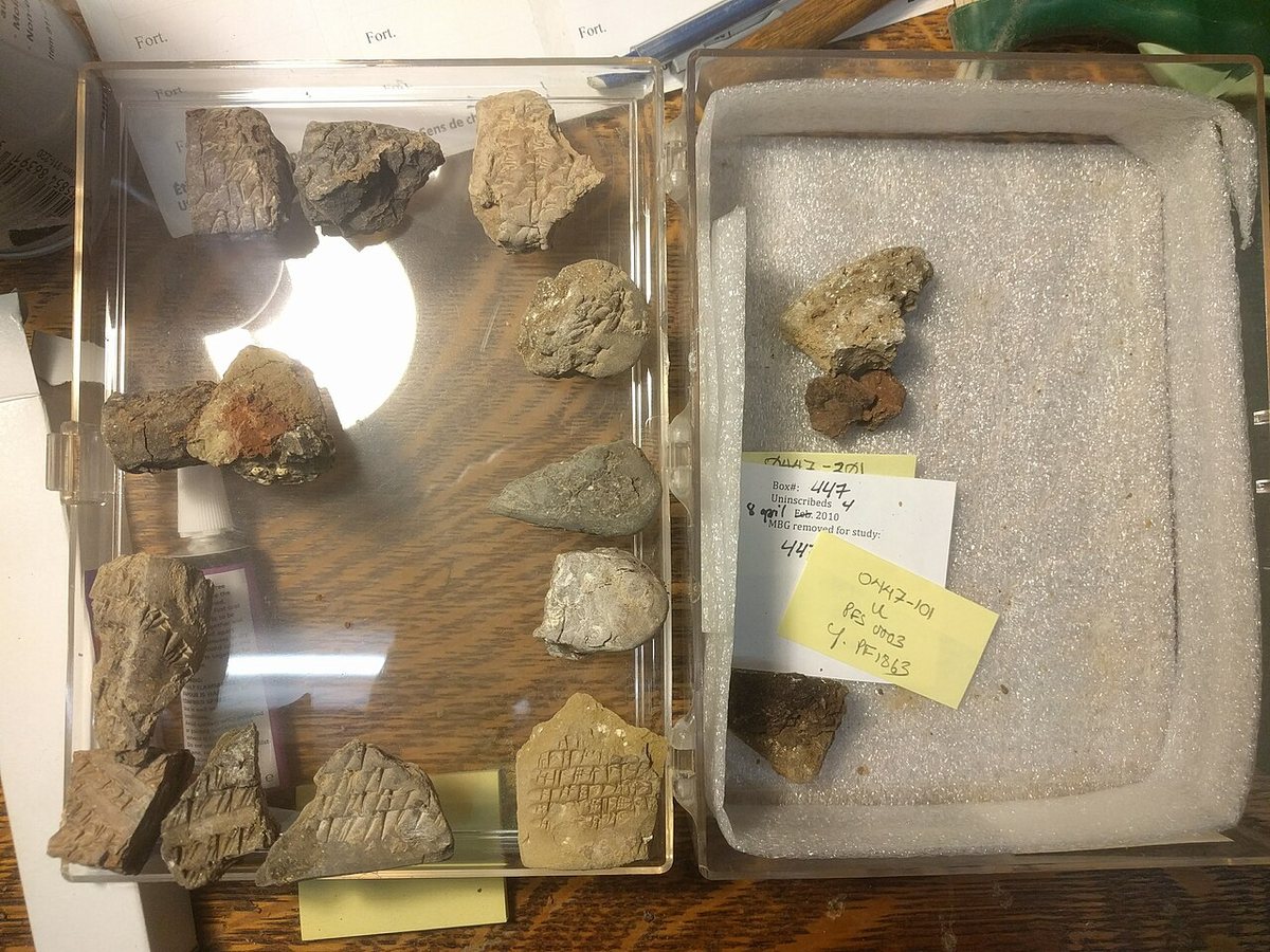 Clay tablets and fragments from the Persepolis Fortification Archive, kept at the Oriental Institute of the University of Chicago. Cuneiform text is visible on several of them; most records in the archive are in Elamite.