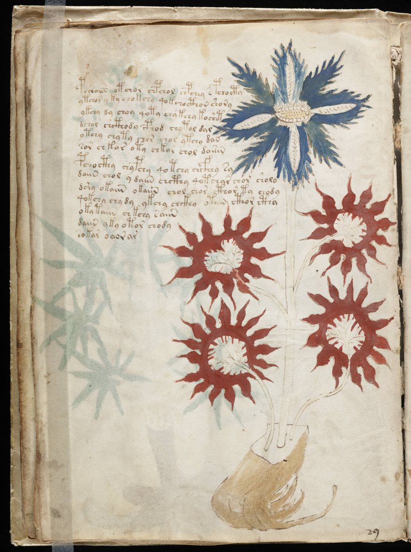 A page of the Voynich manuscript with drawings of flowers and text in an unknown script. The plants in the manuscript cannot be identified with certainty. Beinecke Library, Yale University (MS 408).